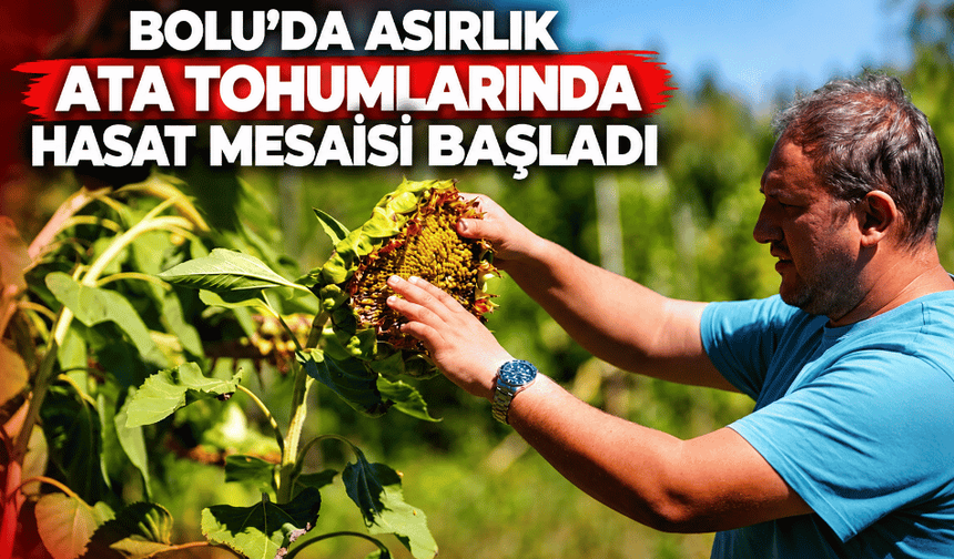 Asırlık ata tohumlarında hasat mesaisi başladı