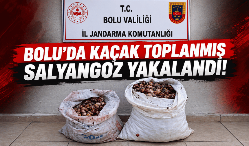 Bolu’da 60 kilo kaçak salyangoz yakalandı!