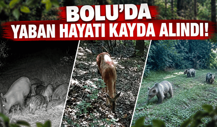 Bolu'da yaban hayatı kayda alındı