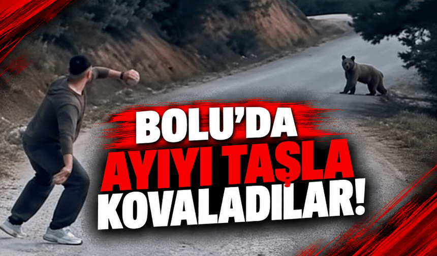 Bolu’da ayıyı taşla kovaladılar