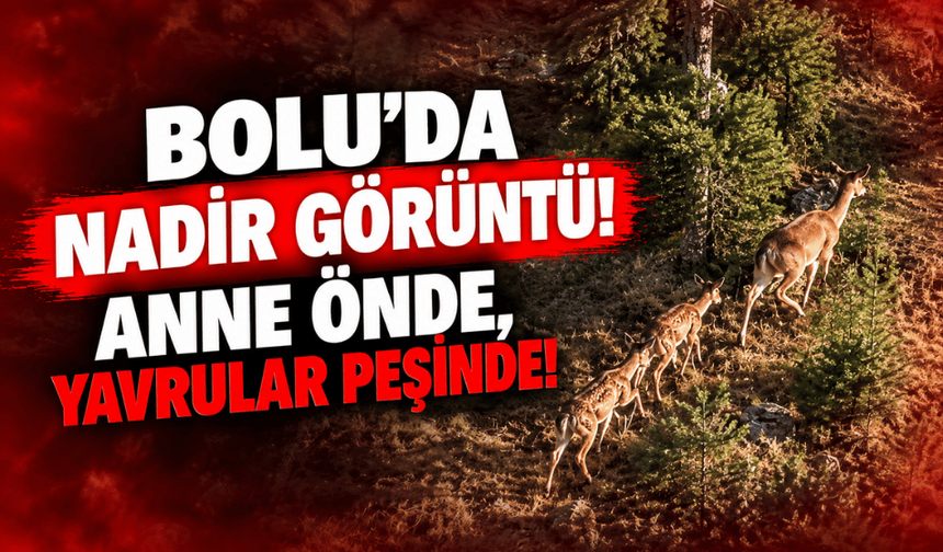 Bolu’da anaç geyik ve yavruları görüntülendi