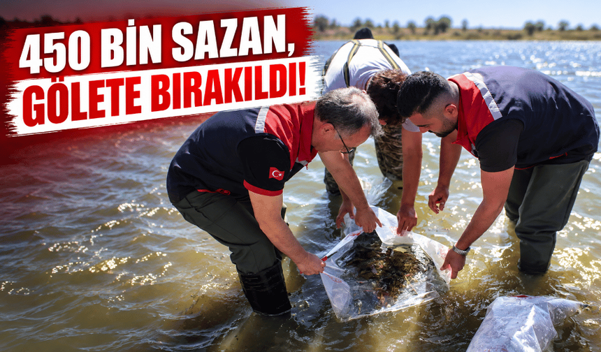 Bolu’da, 450 bin pullu sazan suya bırakıldı