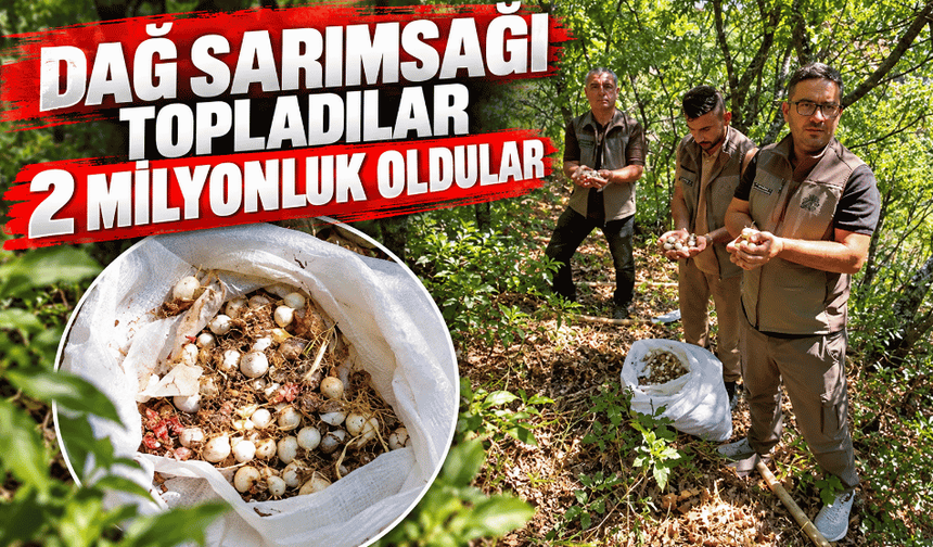 Dağ sarımsağı topladılar 2 milyonluk oldular