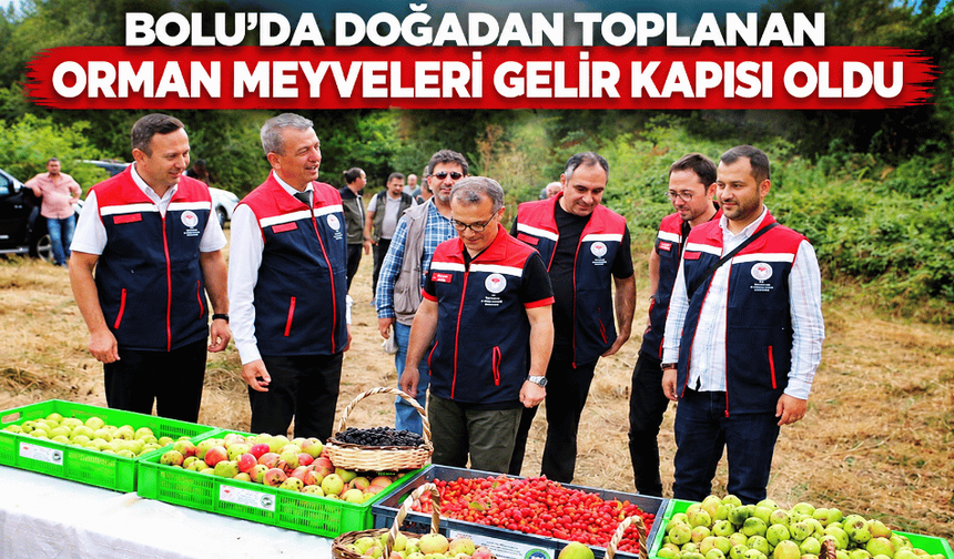 Doğadan toplanan orman meyveleri gelir kapısı oldu