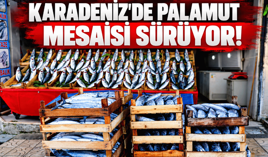 Karadeniz’den palamut fışkırıyor!