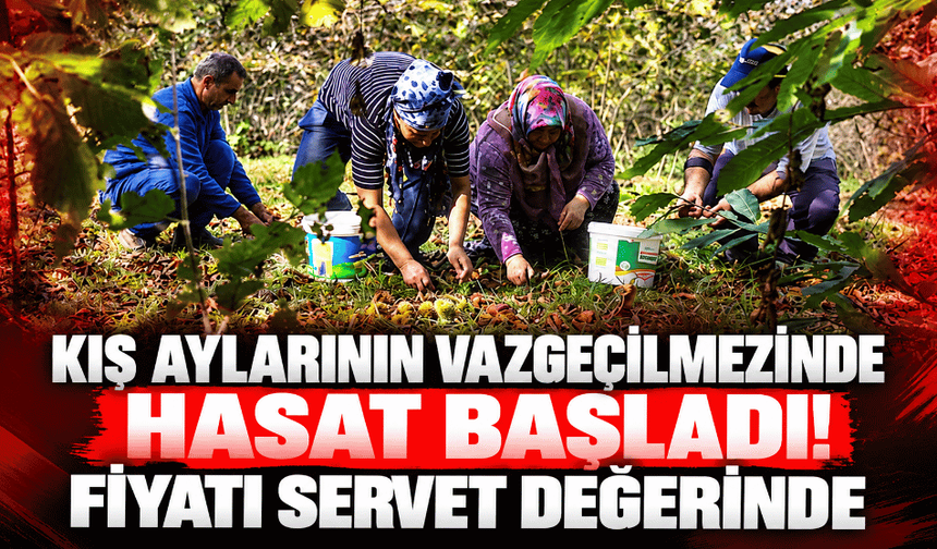 Kış aylarının vazgeçilmezinde hasat başladı! Fiyatı servet değerinde