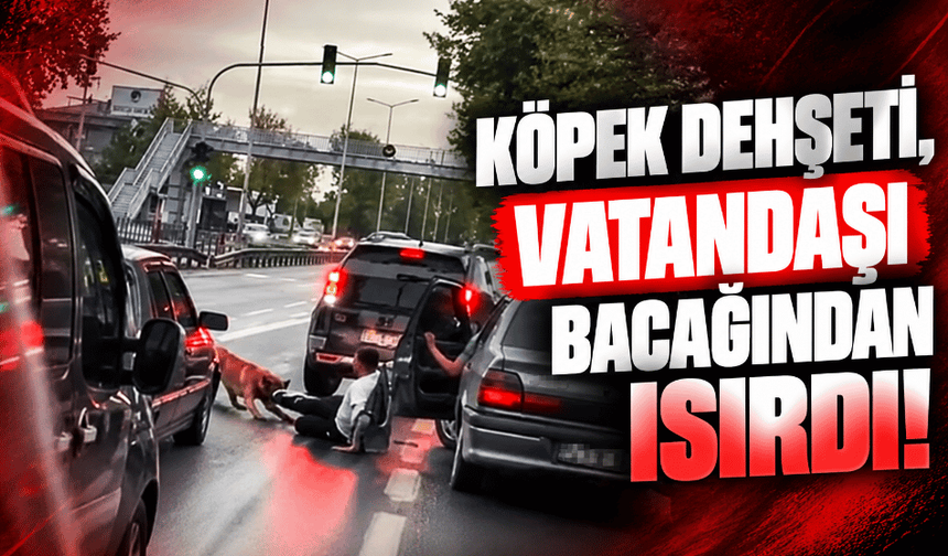 Köpek dehşeti, vatandaşı bacağından ısırdı!