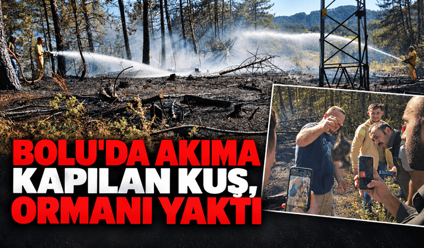 Bolu'da akıma kapılan kuş, ormanı yaktı!