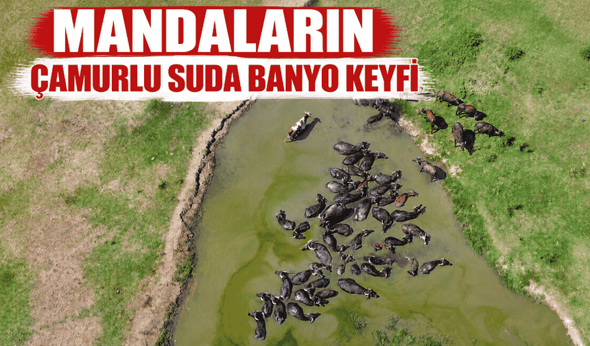 Mandaların çamurlu suda banyo keyfi