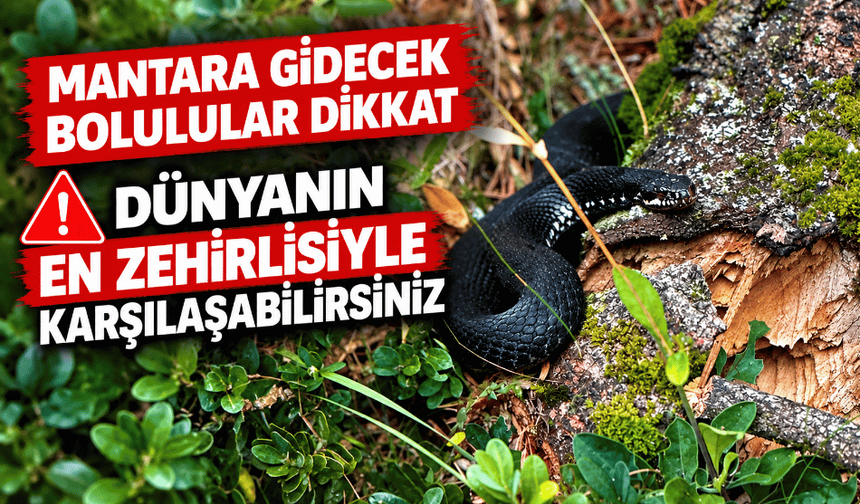 Mantar toplamaya gittiler, hayatlarının şokuyla karşılaştılar