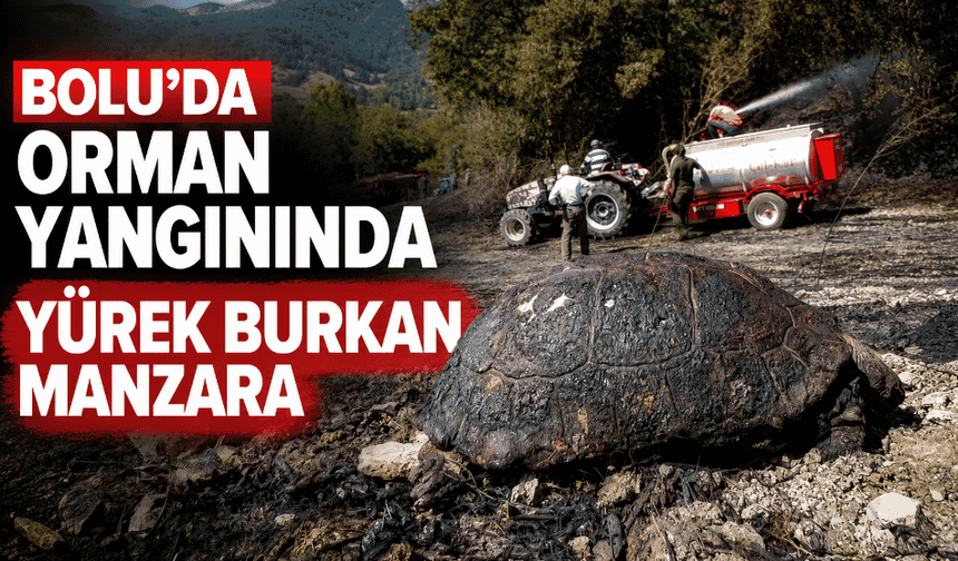 Orman yangınında yürek burkan manzara