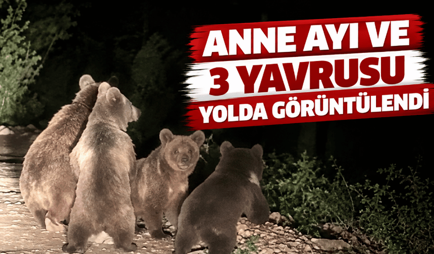 Anne Ayı ve 3 Yavrusu Yolda Görüntülendi