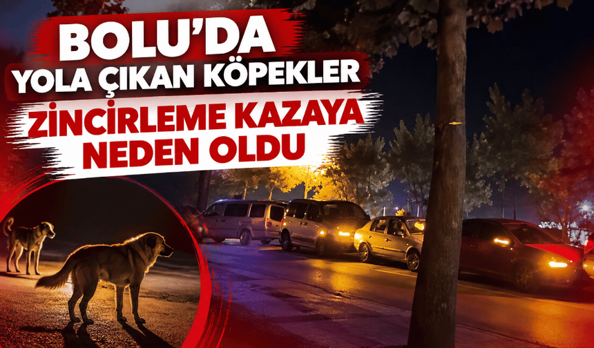 Yola çıkan köpekler zincirleme kazaya neden oldu