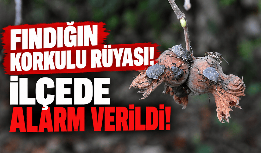Fındığın korkulu rüyası; ilçede "Kokarca" alarmı verildi!