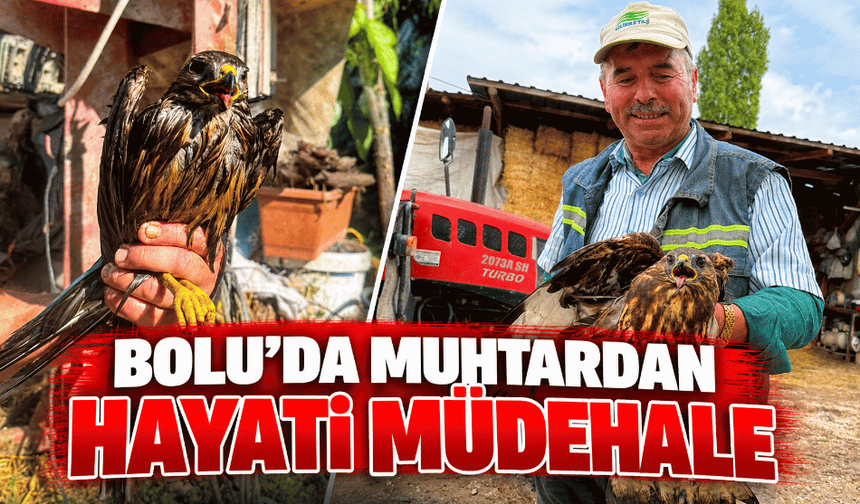 Asfalta yapışan şahin, muhtarın müdahalesiyle kurtarıldı