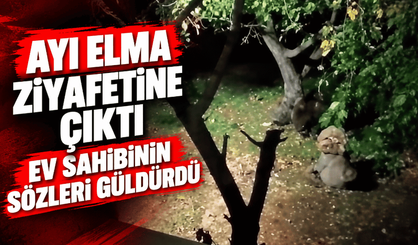 Ayı elma ziyafetine çıktı, ev sahibinin sözleri güldürdü