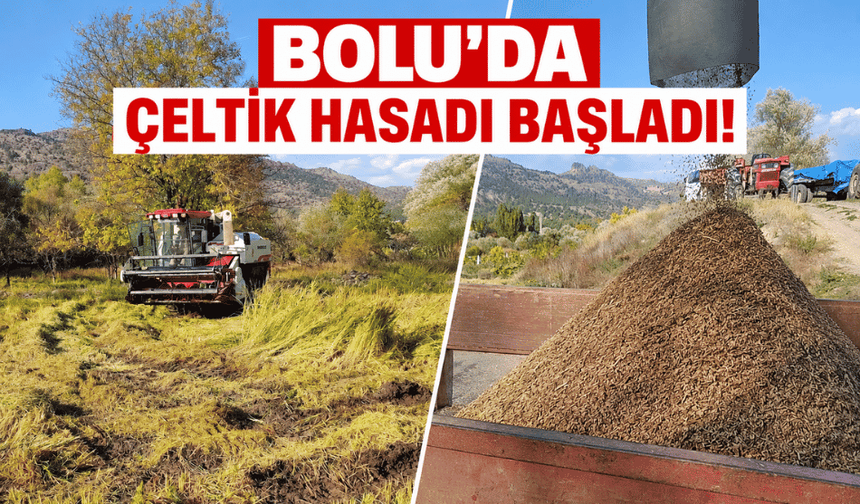 Bolu’da çeltik hasadı başladı!