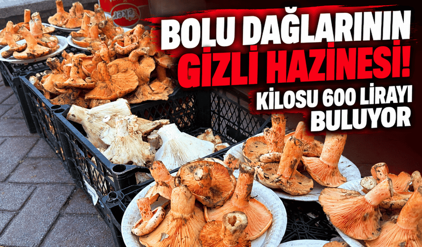Bolu'da dağların gizli hazinesi 600 liraya satılıyor