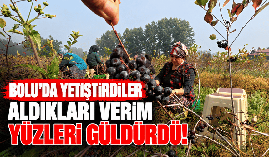 Bolu'da aronya üreten çift, yüksek verimleri umutlarını yeşertti