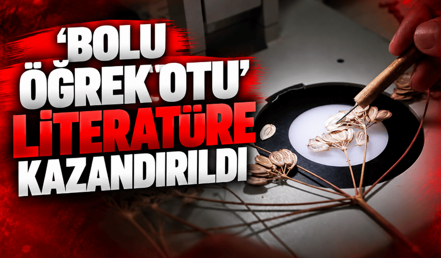 "Bolu öğrek otu" literatüre kazandırıldı