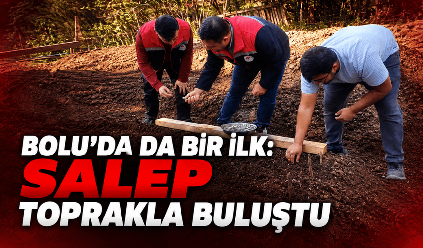 Yeniçağa'da alternatif tarımsal üretim için ilk kez salep ekildi