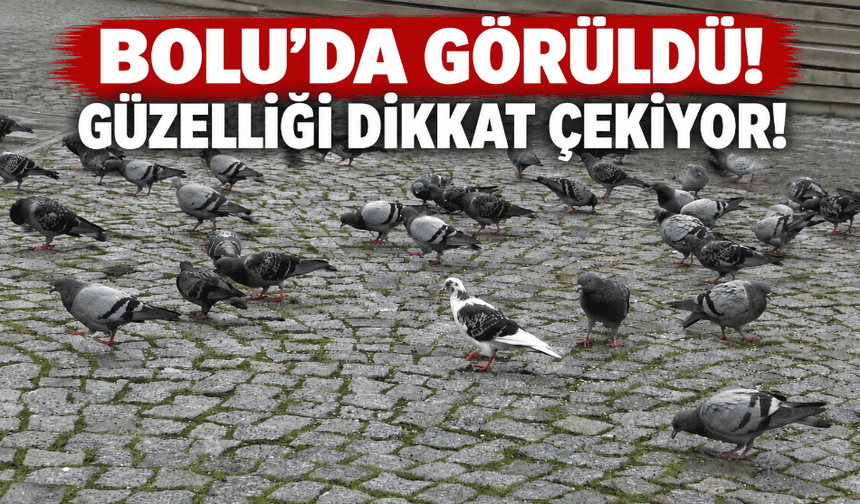 Bolu'da beyaz renkli güvercin, güzelliğiyle dikkat çekiyor