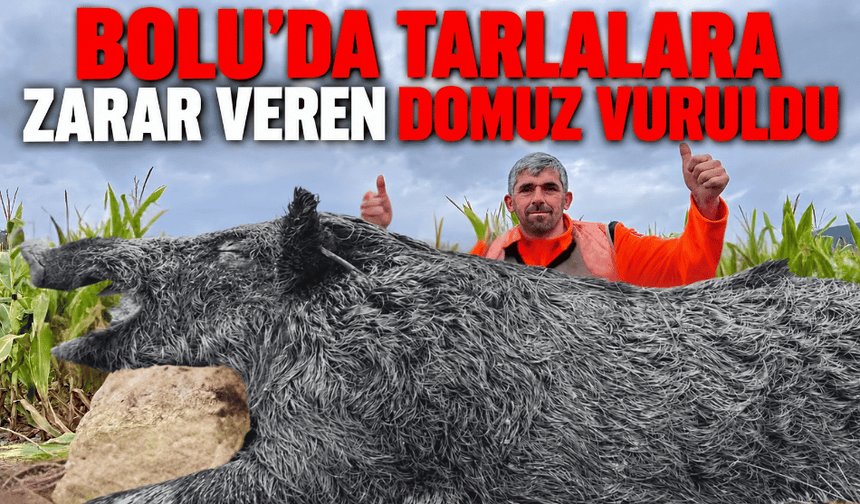 Bolu’da, tarlalara zarar veren domuz, vuruldu