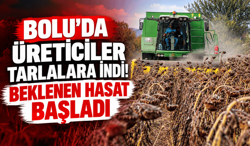 Bolu'da yağlık ayçiçeği hasadı yapıldı