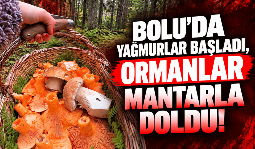 Bolu’da yağmurlar başladı, ormanlar mantarla doldu