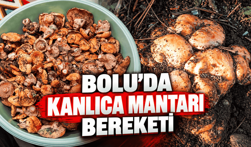 Her yerden kanlıca mantarı fışkırıyor