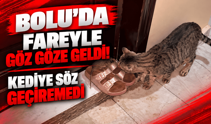 Kapısının önünde fareyle karşılaştı, kediye söz geçiremedi