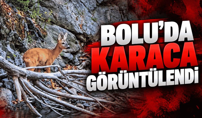 Karaca cep telefonu kamerasıyla görüntülendi