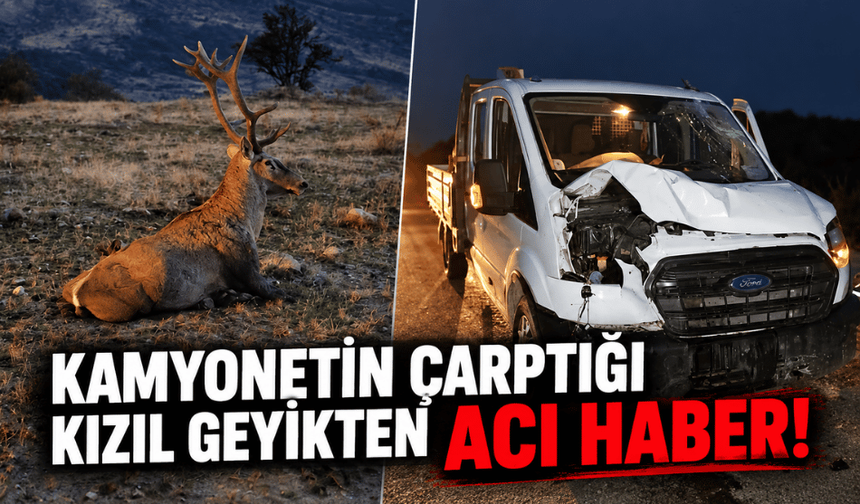 Kamyonetin çarptığı Kızıl Geyik hayatını kaybetti