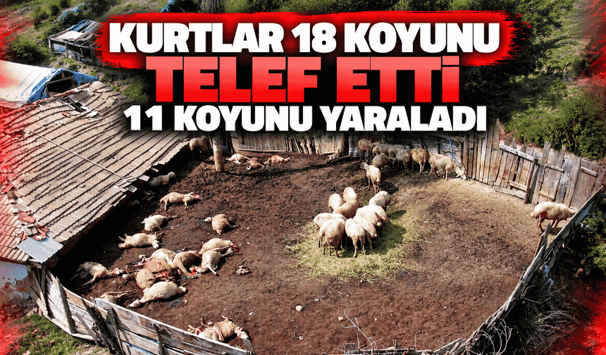 Kurtlar 18 koyunu telef etti, 11 koyunu yaraladı