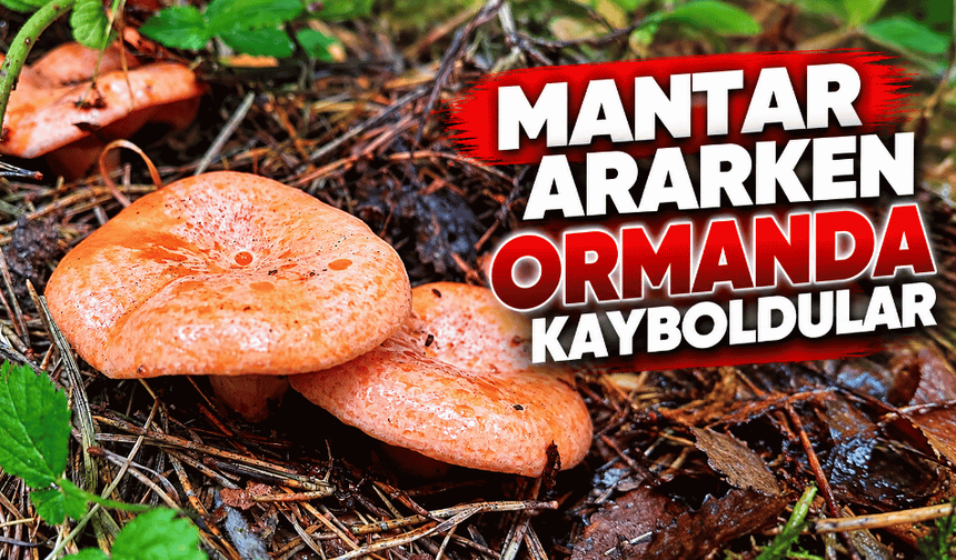 Mantar ararken ormanda kayboldular