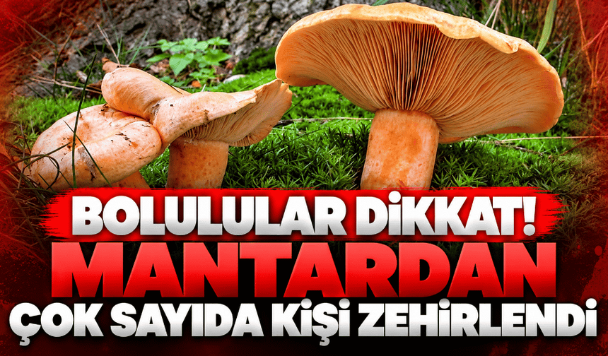 Mantar yiyen 30 kişi zehirlendi