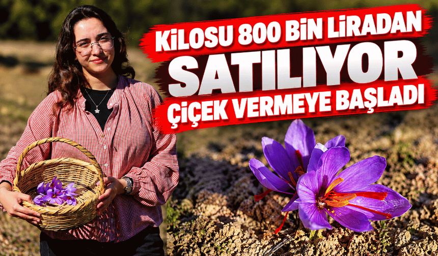 "Mucize bitki" çiçek açtı, kilosu dudak uçuklatıyor