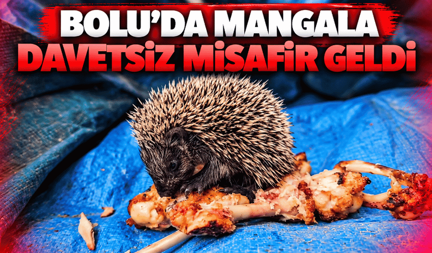 Yavru kirpiyi tavuk kanadıyla besledi