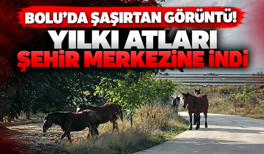 Yiyecek arayan yılkı atları mahallede görüntülendi!