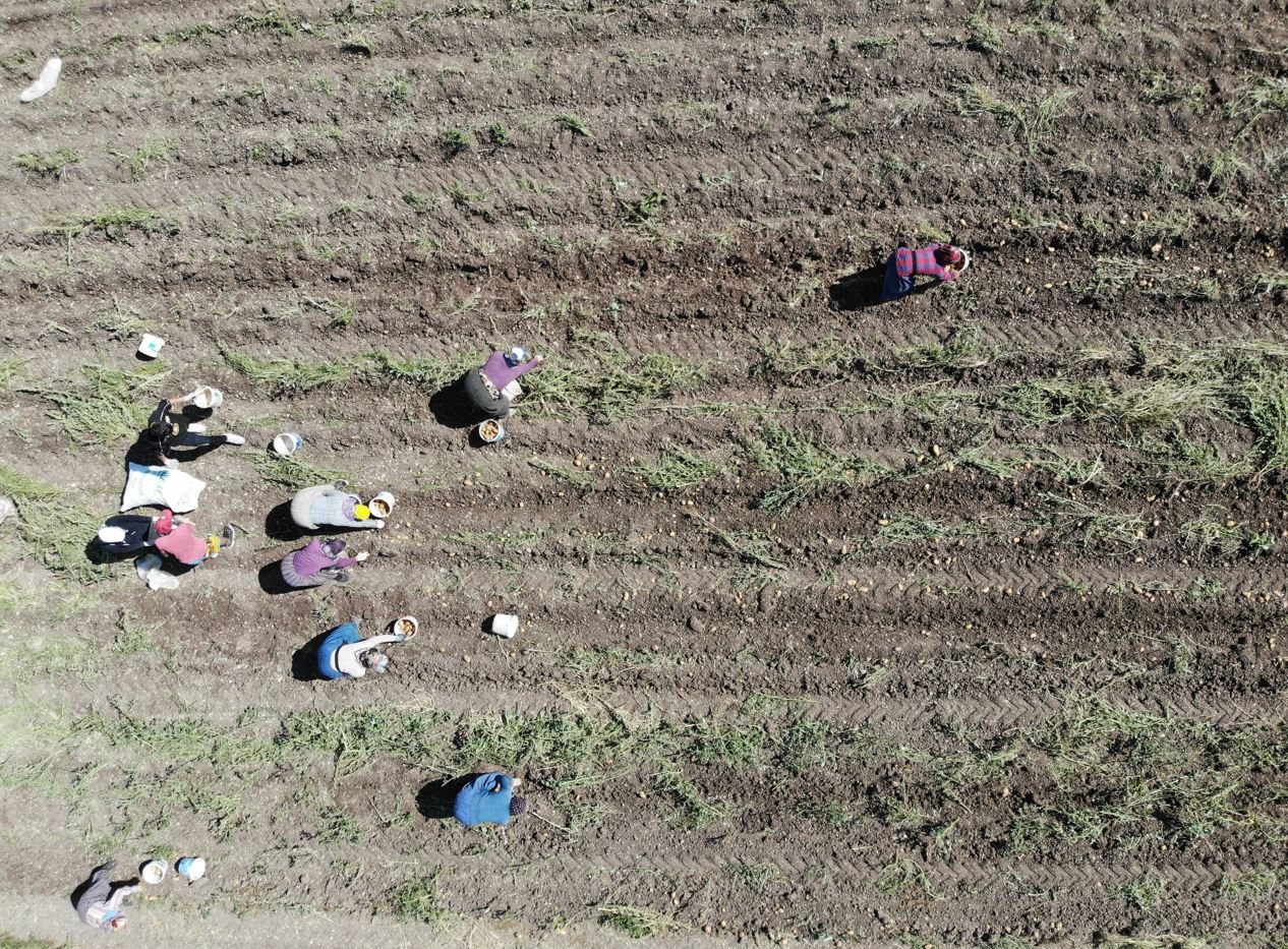 Patates Diyarı Bolu’da hasat başladı