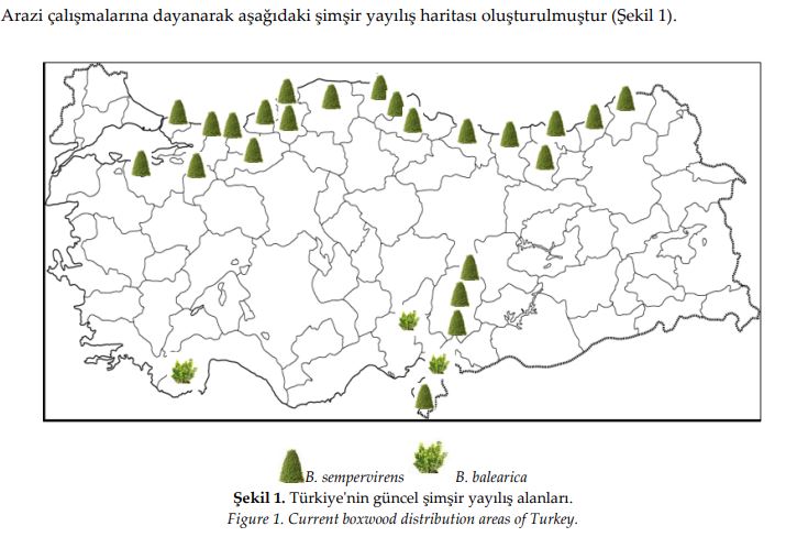 Şimşir Türkiye dağılımı Sarı, Ö., Çelikel, F. G.,  Yaşar, H. (2023). Türkiye'nin doğal şimşir lokasyonları