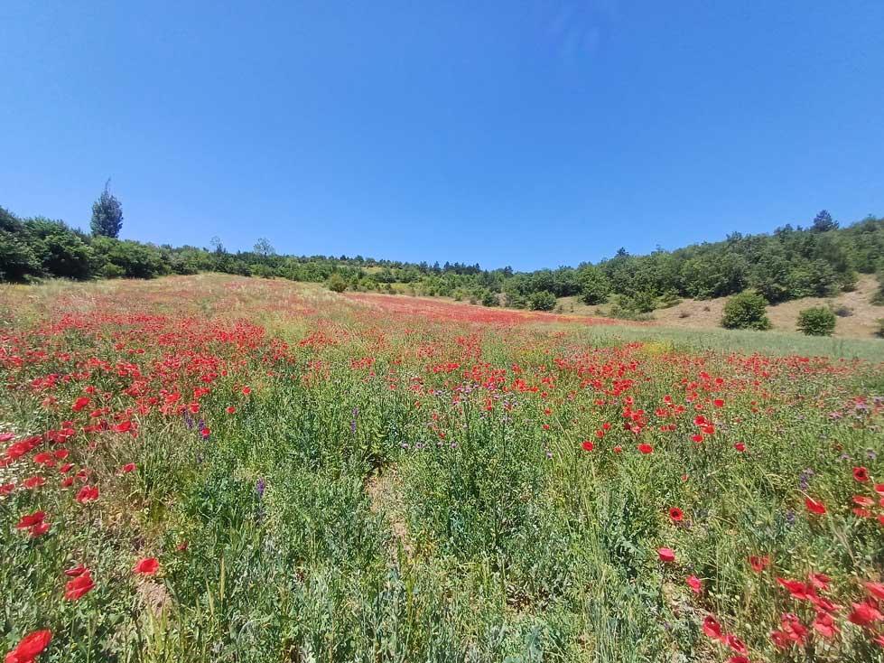 Bolu, Gelincik Çiçekleri (2)