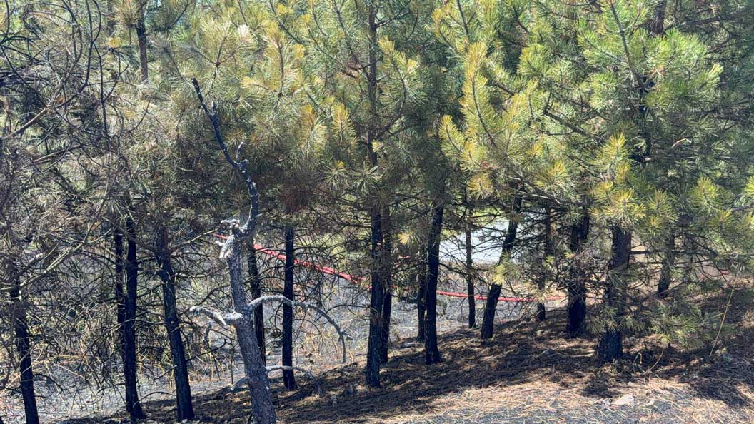 Eğlence Uğruna, Ormanı Yakacaklardı (1)