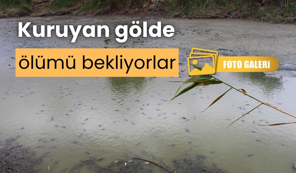 Bolu’da, balıklar kuruyan gölette mahsur kaldı