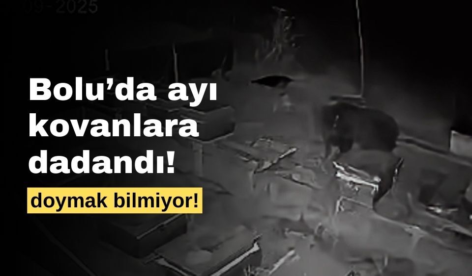 Bolu’da, arı kovanlarına dadanan ayı 4 kovan bal yedi