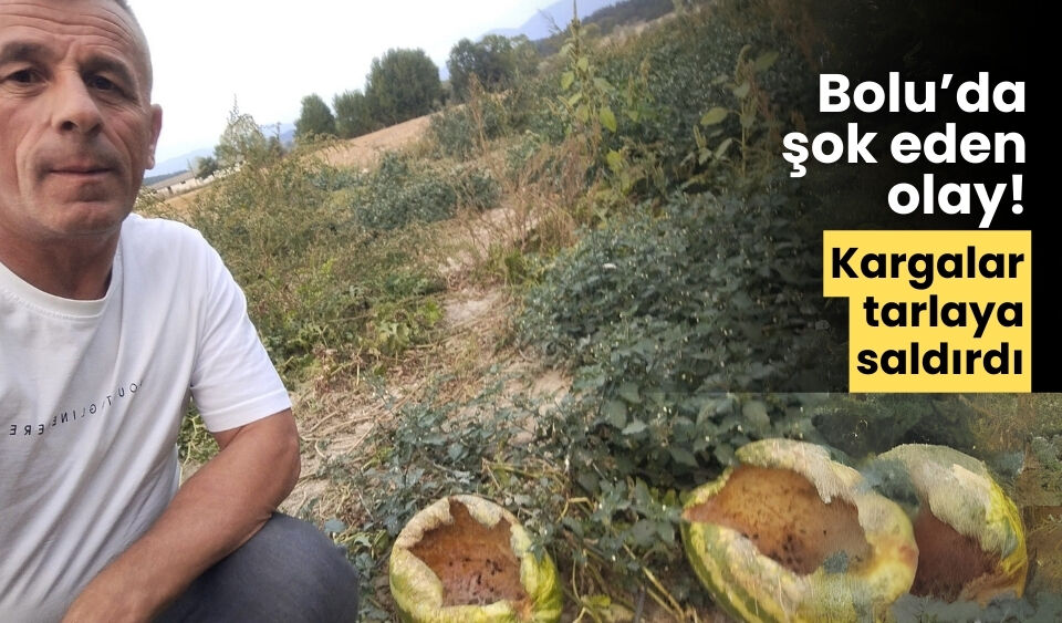 Bolu şok eden olay! Kargalar karpuzlara saldırdı