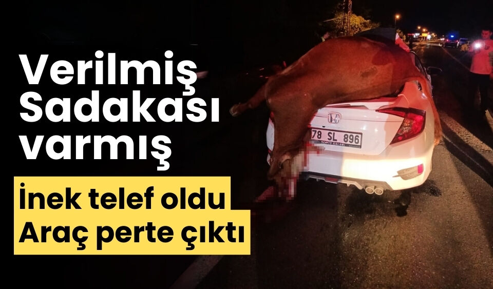 Otomobilin çarptığı inek telef oldu.