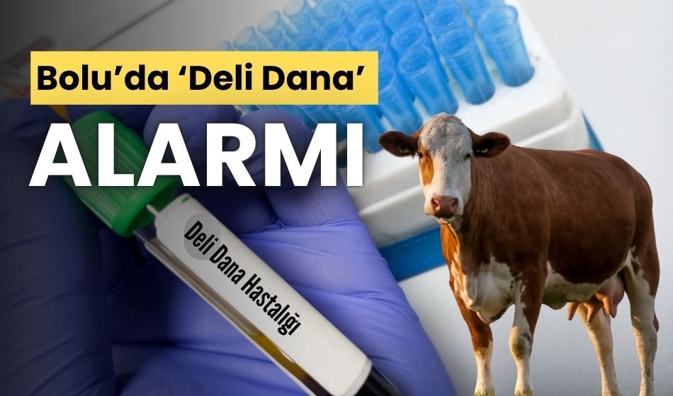 Bolu’da ‘Deli Dana’ Alarmı: Hastadan Alınan Örnek Pozitif Çıktı