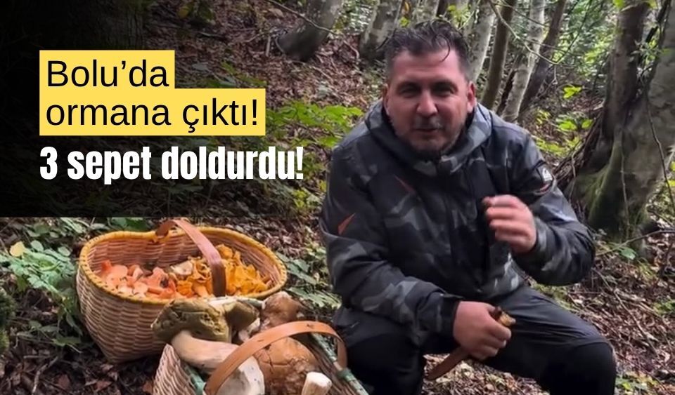 Bolu'da mantar meraklısı vatandaş, ormanda 3 sepet doldurdu!