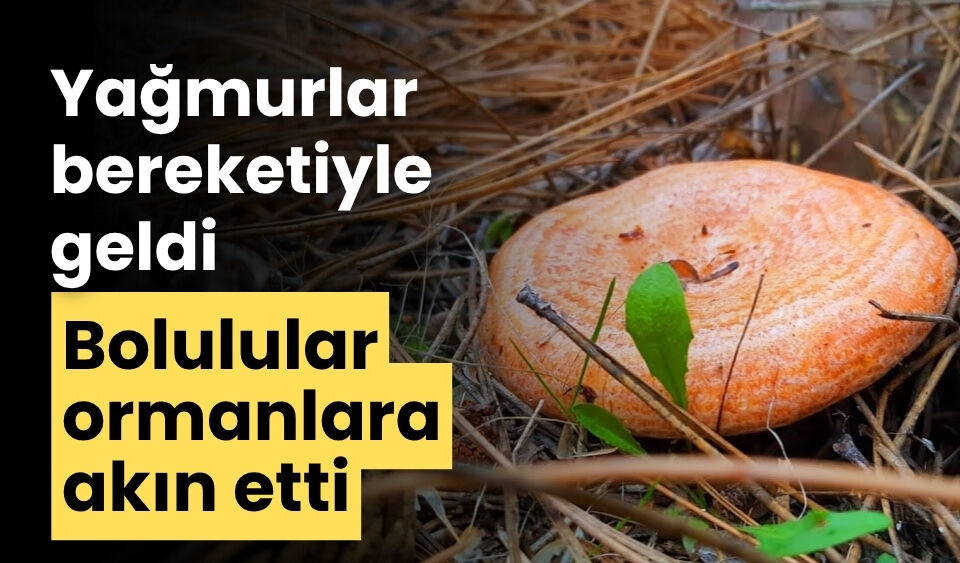 Yağmurlar bereketiyle geldi Bolulular ormanlara akın etti